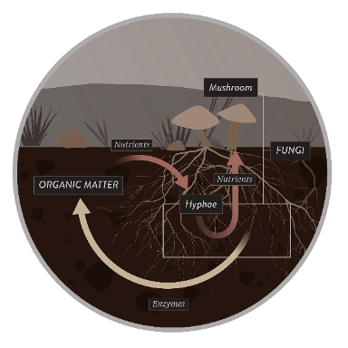 How fungi recycle organic matter. Source: Boston University https://www.bu.edu/articles/2016/soil-fungi/