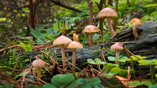 Mushrooms growing in a forest. Source: National Trust Images/David Goacher https://www.nationaltrust.org.uk/discover/nature/trees-plants/facts-about-fungi