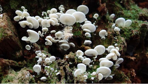 A patch of small white mushrooms, Pleurocybella porrigens,  growing on a rotting log. Source: NPS photo https://www.nps.gov/mora/learn/nature/decomposing-fungi.htm

