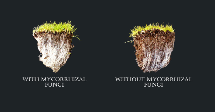 Visual of the impact of mycorrhizal fungi in providing nutrients to grassroots and optimising growth. Source: https://www.pennington.com/all-products/fertilizer/resources/mycorrhizal-fungi-creates-healthy-lawns